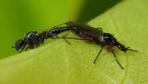 Réf. 204 458 : Dilophus antipedalis
